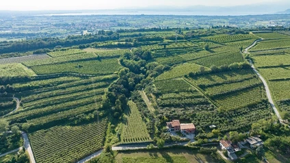 Degustazione Olio Extravergine del Garda: Tour Panoramico ed Esperienza Sensoriale